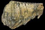 Fossil Woolly Mammoth Lower M Molar - North Sea Deposits #149773-3